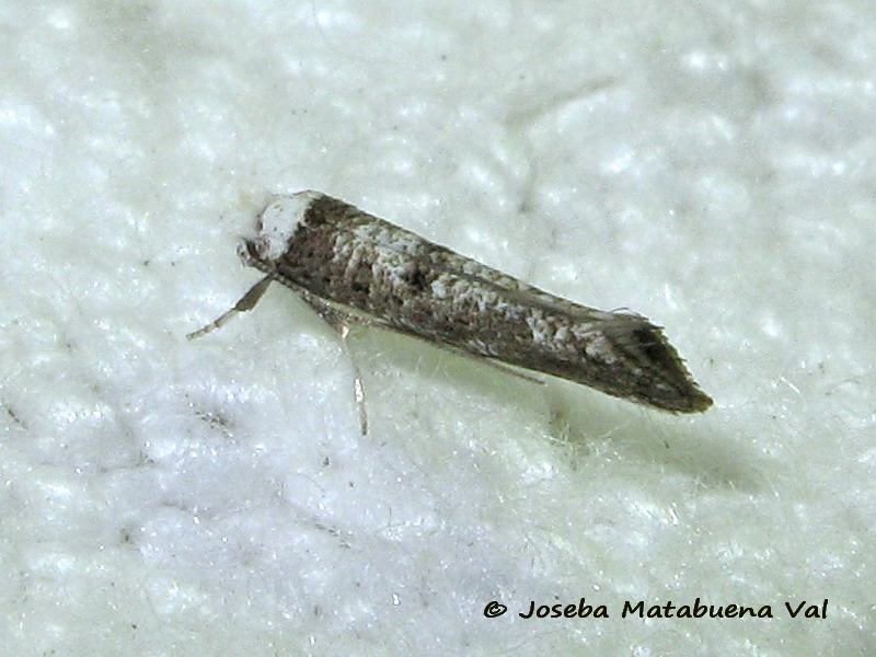 Paraswamm_erdamia albicapitella - Yponomeutidae